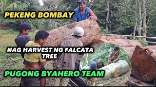 PEKENG BOMBAY NAG HARVEST NG FALCATA TREE pbteamdavao pugongbyahero katutubo charityvloggers [upl. by Htebharas28]