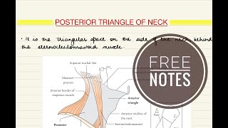 Anatomy of neckposterior triangle [upl. by Eetnuahs]