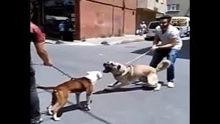 Standoff between a Pitbull amp Kangal [upl. by Cecile307]