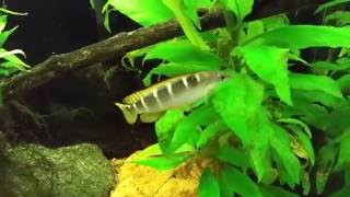 Crenicichla Compressiceps Dwarf Green Pike Cichlid [upl. by Elva]