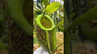 Item Short BE3881  N spathulata x ampullaria  burgundy speckled carnivorous nepenthes [upl. by Burkhardt]