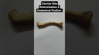 Clavicle Demostration । Side Determination amp Anatomical Position । Osteology [upl. by Alphonsa711]