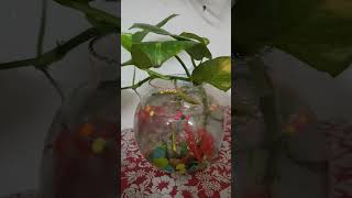 Small money plant pot [upl. by Lathrope487]