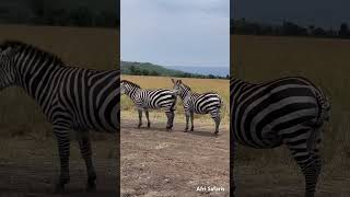 Black amp white striped coats zebras stand out in the African savannah creating a mesmerizing sight [upl. by Alyosha]