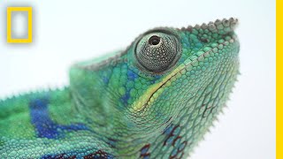 The Illegal and Secretive World of Chameleon Ranching  National Geographic [upl. by Bashee]