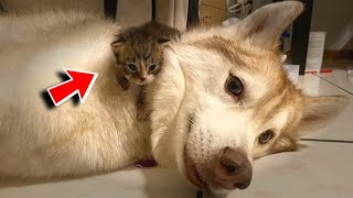 Rescued orphaned kittens think that the husky dog is their mom A touching video [upl. by Annat246]