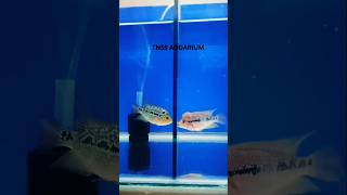 Flower horn Kissing tn55aquarium tn55 flowerhorn aquarium fish share subscribe support [upl. by Macleod]