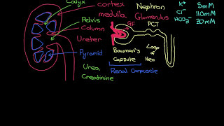 The RAAS and ADH Systems Part 1 [upl. by Hopper]