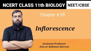 Inflorescence  Chapter number 05  NCERT class 11th Biology  NEET  CBSE exam [upl. by Yennek552]