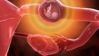 How Sperm Meets an Egg to Fertilize  Egg Fertilization amp Sperm Epic Story watch it in full details [upl. by Einohtna]