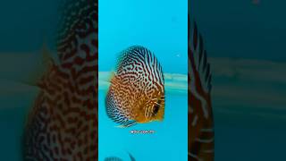 Leopard Snakeskin Discus discusfishtank fishtank aquarium shorts discusfish [upl. by Cassandra493]