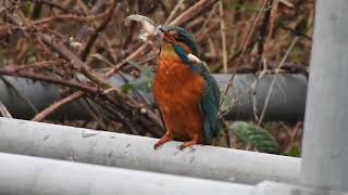 Kingfisher Tackling a Bullfish [upl. by Buddy]