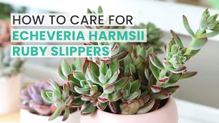 BEST TIPS  HOW TO CARE FOR ECHEVERIA HARMSII RUBY SLIPPERS [upl. by Aitnauq]