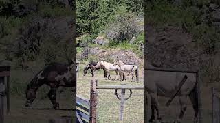 wild male horses fight [upl. by Averir]