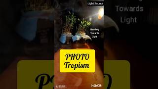 PHOTOTROPISM Class 10th science phototropism biology [upl. by Ainnet868]