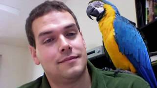 Rachel Talks Finally on Camera Macaw Talking Parrot Talking [upl. by Meerek]