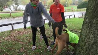 Running with a rescue dog at a Parkrun [upl. by Euqinomad]