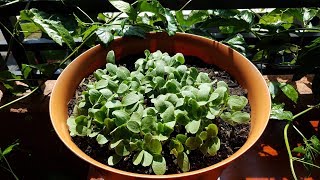 Growing Cantaloupe from Seeds for 22 Days [upl. by Walt]