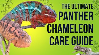 Panther Chameleon Care Requirements [upl. by Ihskaneem]