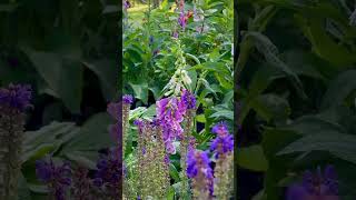 Possibility…anything is possible if you just believe✨🌿cottagegarden flowers pollinatorgarden [upl. by Mich]