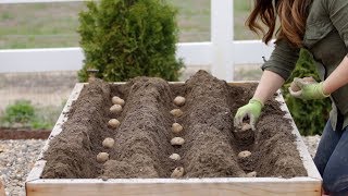 How to Plant Potatoes 🥔🌿  Garden Answer [upl. by Edrock]