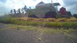 Roggen dreschen mit Claas Dominator 108 Sl und Claas Lexion 450 [upl. by Picardi903]