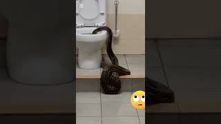 How snake sneaks into the Toilet😲 [upl. by Ahsilac]