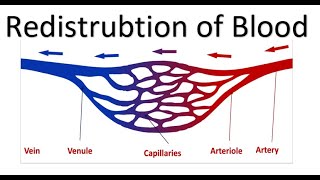 OCR A Level PE  Redistribution of Blood [upl. by Nels]