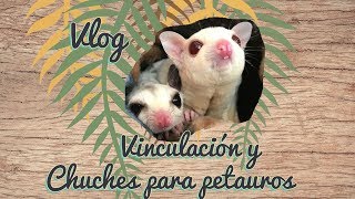 Vlog  Vinculación y chuches que uso para los petauros [upl. by Chic]