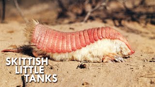 Pink Fairy Armadillos are Pint Sized Tanks [upl. by Tucker290]