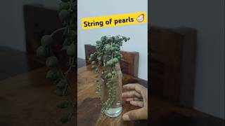 Finally mere paas string of pearls le hi li😲😲Huree🥳🥳stringofpearls unboxing unboxingplants [upl. by Reidar998]