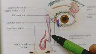 LACRIMAL APPRATUSBDCHAURASIAHEADNECK AND BRAIN ANATOMY [upl. by Roban]