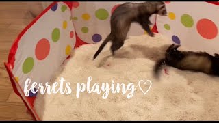 Ferrets Playing♡ digging rolling stashing dooking the life of a ferret lol [upl. by Graham]