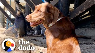 Wild Sea Lion Visits His Dog BFF Every Day  The Dodo [upl. by Saeger213]