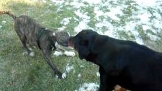 Pit Bull vs Rottweiler [upl. by Lewes]