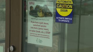 Wildlife Rehab Center Makes Difficult Decision To Protect Patients From Bird Flu [upl. by Oirotciv]