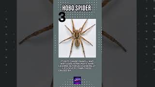 Top 5 Most Venomous Spiders in North America [upl. by Moonier819]