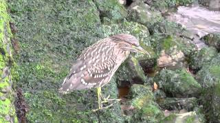 Some Birds of Central Chile [upl. by Hepsibah388]