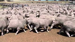 Lindley Park Top draft Merino Wether Lambs [upl. by Gniy953]