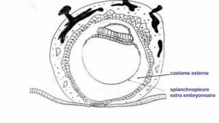 1ère 2éme et 3éme semaine du développement embryonnaire humain YouTube [upl. by Carolus]