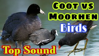 Coot vs moorhen birds sound  Coot ki awaz  Jal morgi ki awaz  Birds call sound [upl. by Noffihc378]