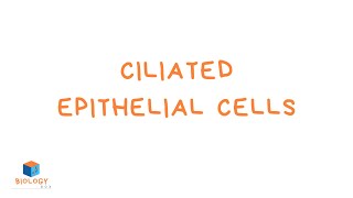 Ciliated Epithelial Cells KS3 Biology  Specialised Cell Adaptations [upl. by Whitford]