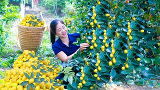 Harvest Oleaster Goes To Market Sell  Harvesting and Cooking  Lý Hương Song [upl. by Annekcm]