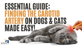 Essential Guide Finding the Carotid Artery on Dogs amp Cats Made Easy [upl. by Aurel]