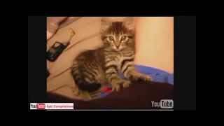 Grappige katten filmpjes 2014 compilatie [upl. by Evod123]