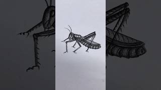 How to draw a Grasshopper art drawing shorts [upl. by Eelyab]