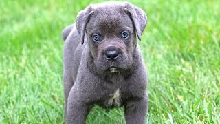 Cane Corso Puppies [upl. by Siurad]