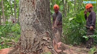 Unexpected  This Mahogany tree turned out to be rotten [upl. by Katheryn]