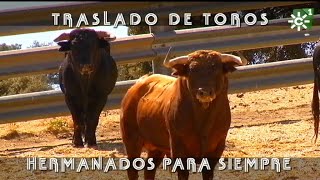 Toros de Apolinar Soriano las edades del toro y selección de sementales  Toros desde Andalucía [upl. by Hardej877]