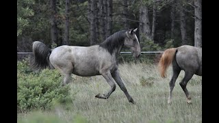 Unveiling the Natural Beauty of Lipizzaner Horses in Slovenia jjlipizzans slovenia [upl. by Epotimet327]